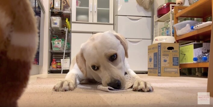ラブラドールレトリーバー,動画