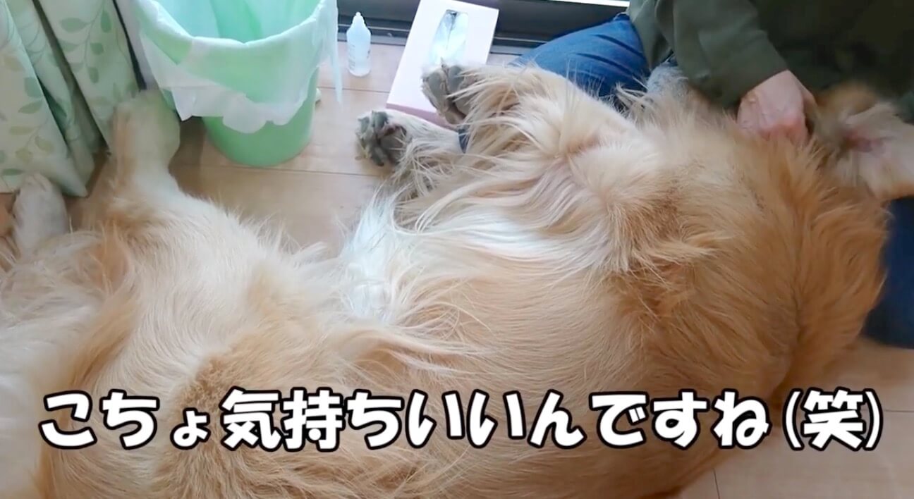 ゴールデンレトリーバー,動画