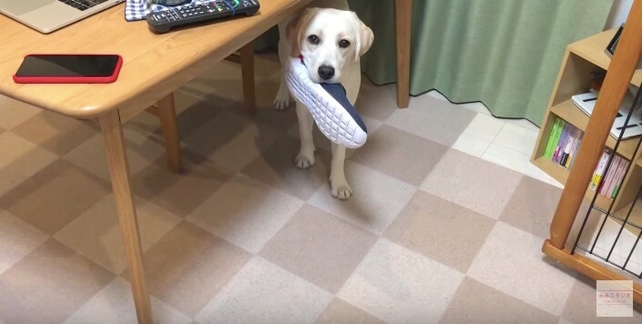 ラブラドールレトリーバー,動画