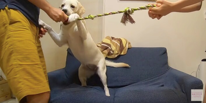 ラブラドールレトリーバー,動画