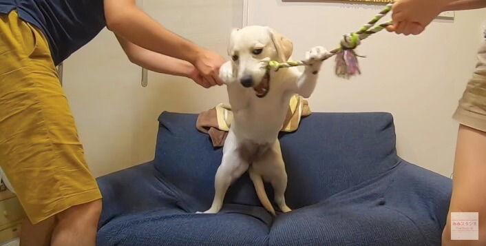 ラブラドールレトリーバー,動画