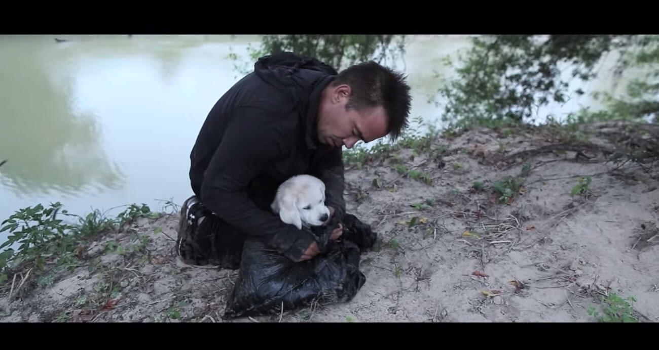 ラブラドールレトリーバー,動画