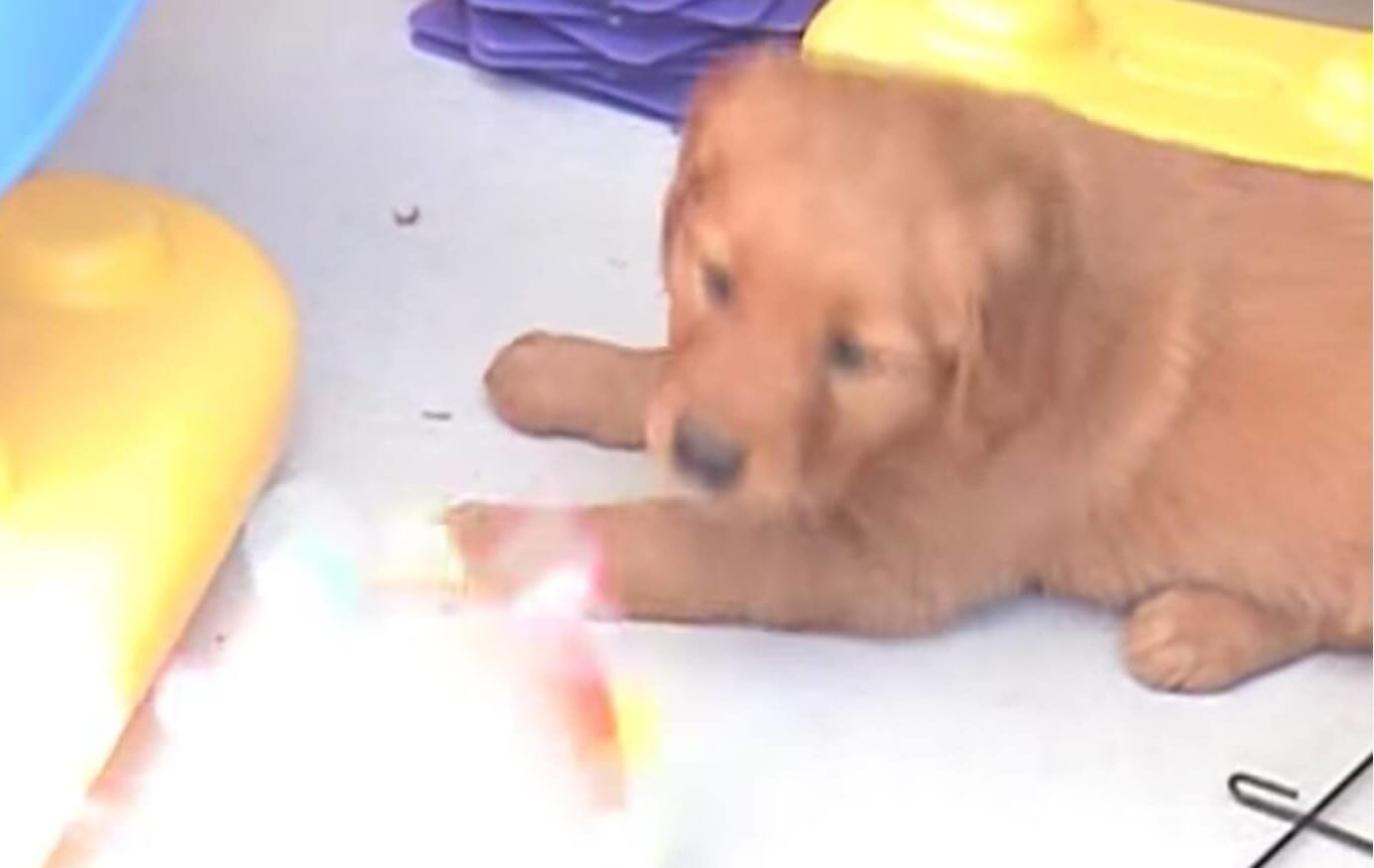 ゴールデンレトリーバー,動画