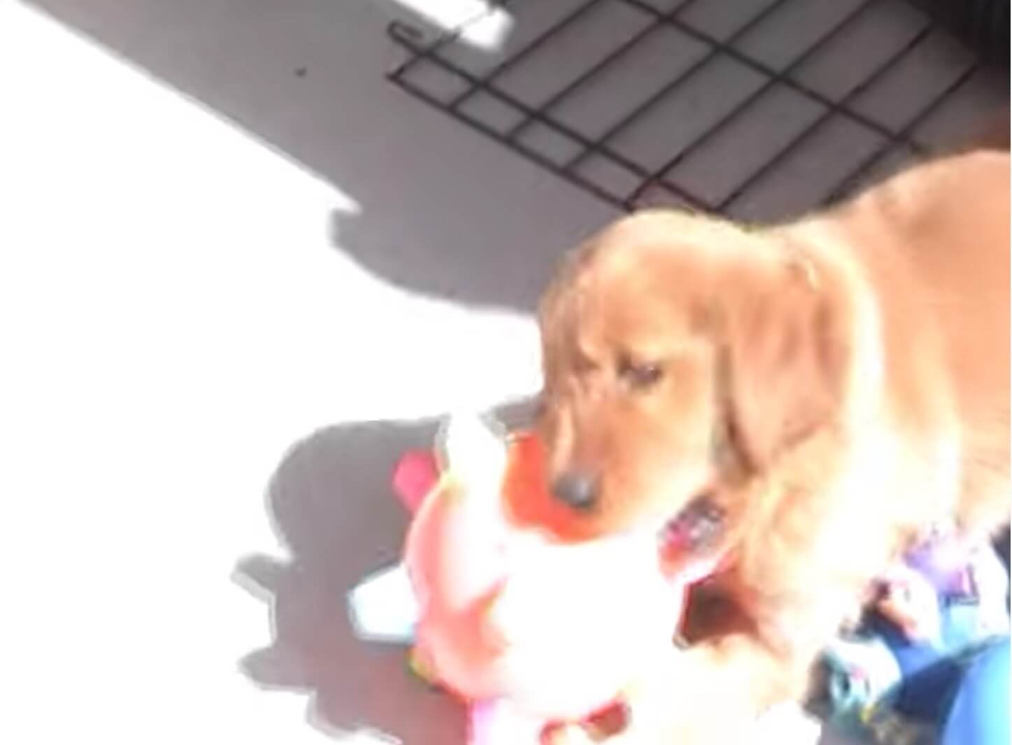 ゴールデンレトリーバー,動画