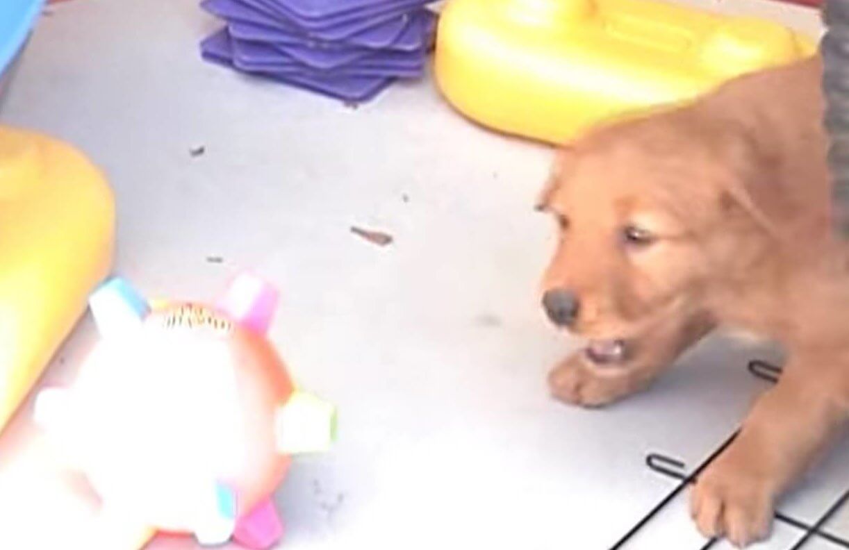 ゴールデンレトリーバー,動画