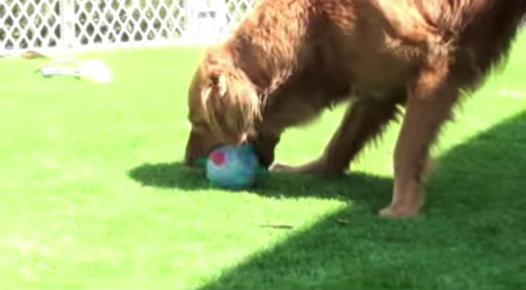 ゴールデンレトリーバー,動画