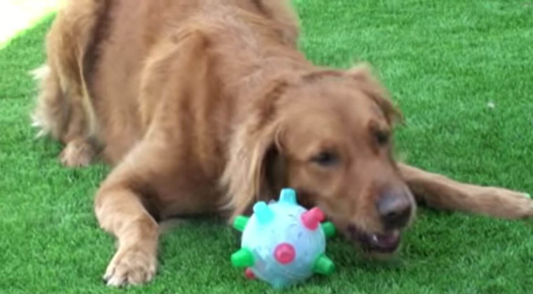 ゴールデンレトリーバー,動画