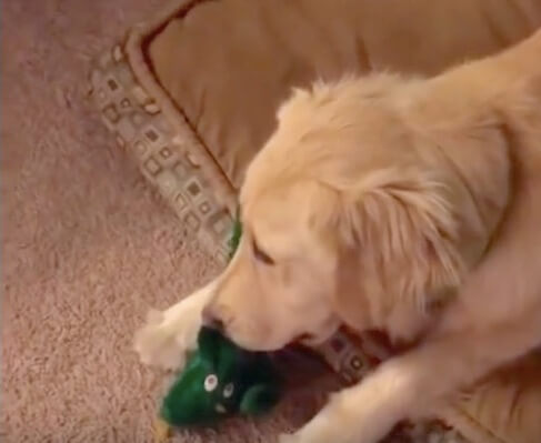 ゴールデンレトリーバー,動画