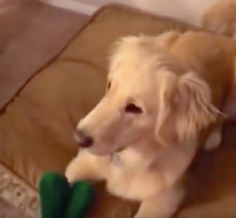 ゴールデンレトリーバー,動画