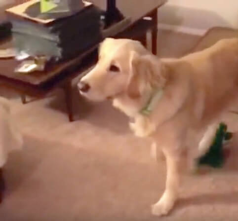 ゴールデンレトリーバー,動画