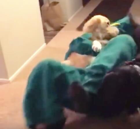 ゴールデンレトリーバー,動画