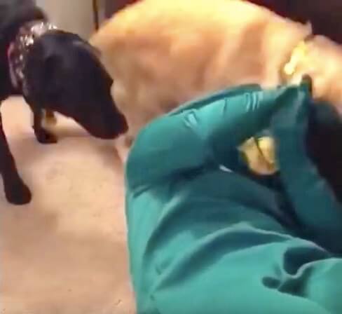 ゴールデンレトリーバー,動画