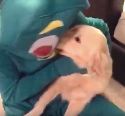 ゴールデンレトリーバー,動画