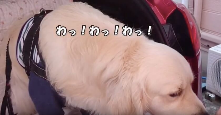 ゴールデンレトリーバー,動画