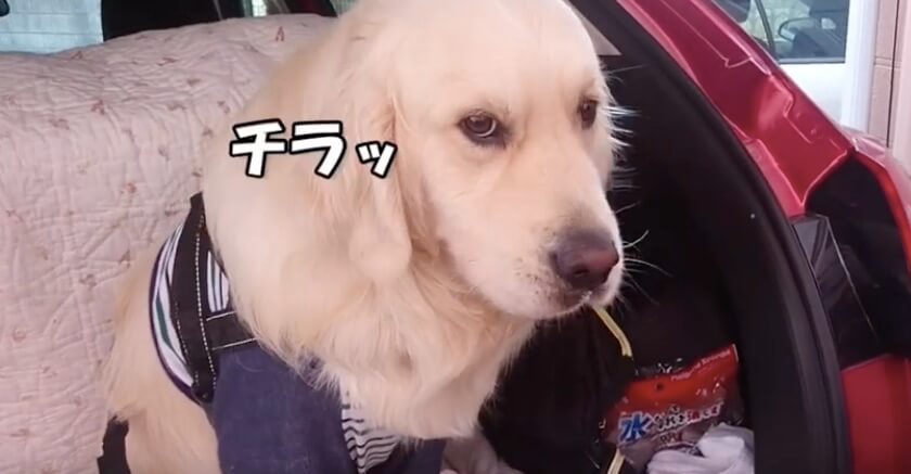 ゴールデンレトリーバー,動画