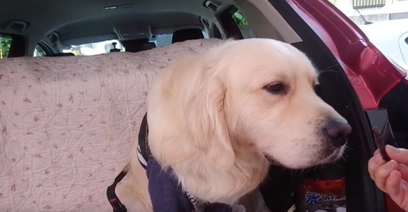 ゴールデンレトリーバー,動画