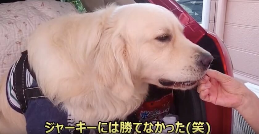 ゴールデンレトリーバー,動画