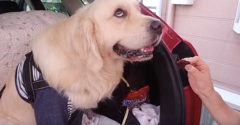 ゴールデンレトリーバー,動画