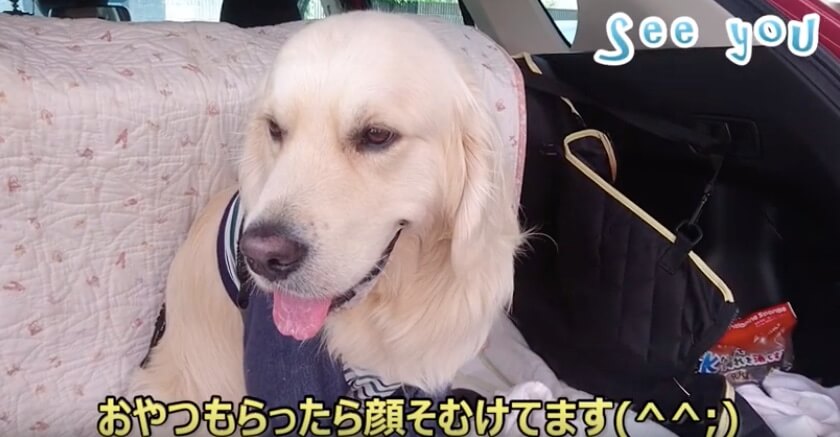 ゴールデンレトリーバー,動画