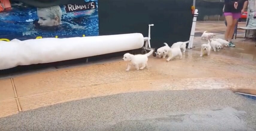 ゴールデンレトリーバー,動画