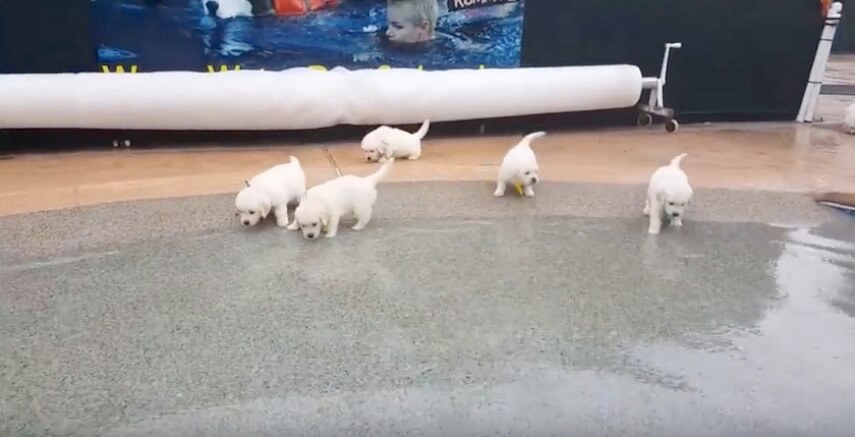 ゴールデンレトリーバー,動画