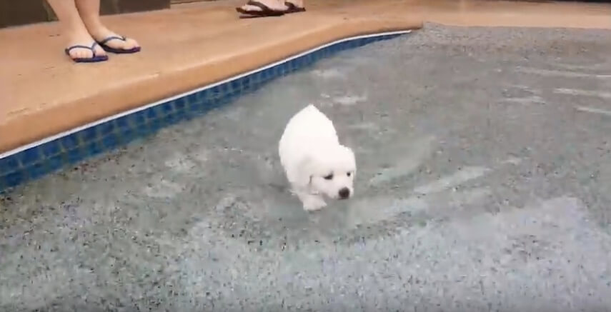 ゴールデンレトリーバー,動画