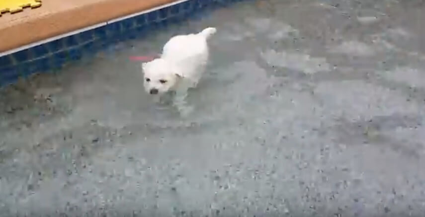 ゴールデンレトリーバー,動画