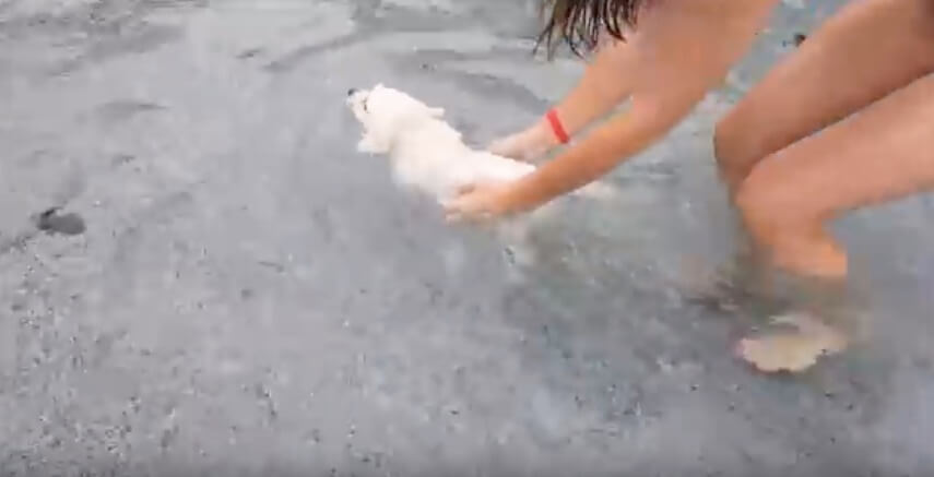 ゴールデンレトリーバー,動画