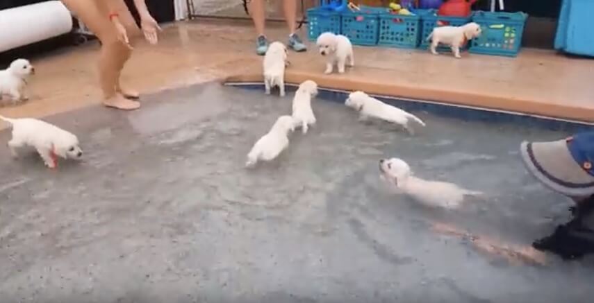 ゴールデンレトリーバー,動画