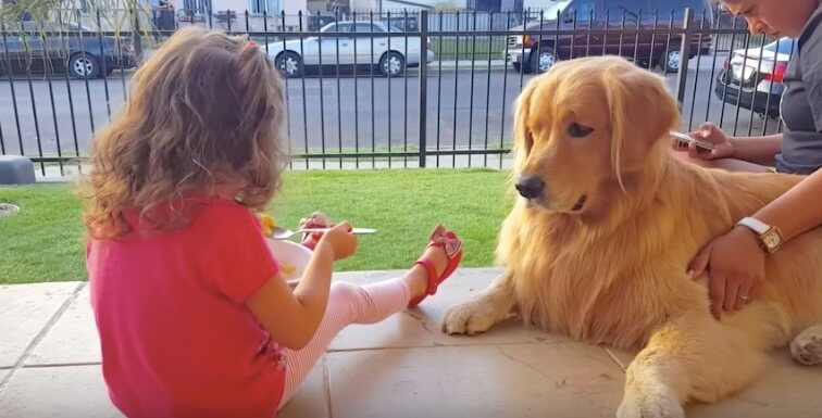 ゴールデンレトリーバー,動画