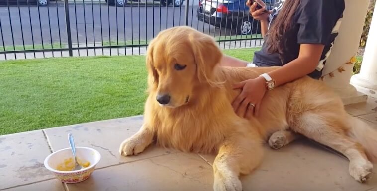 ゴールデンレトリーバー,動画