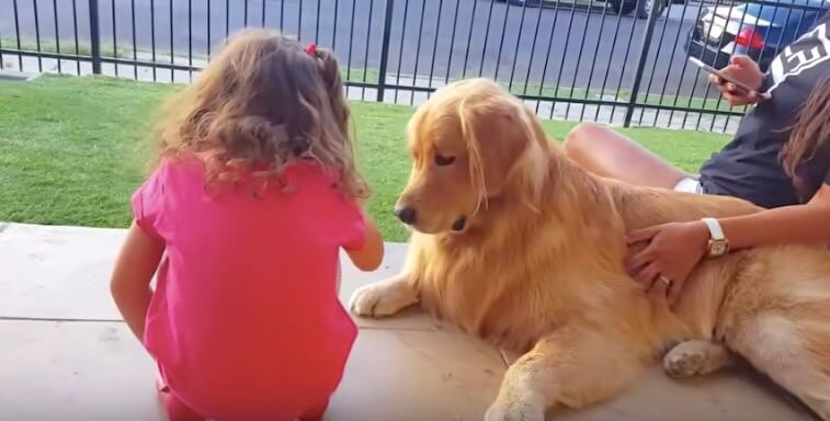 ゴールデンレトリーバー,動画