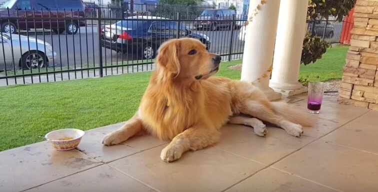 ゴールデンレトリーバー,動画