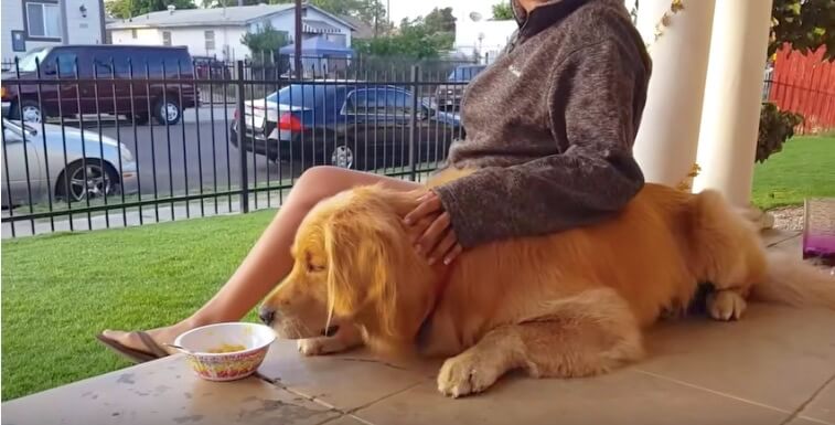 ゴールデンレトリーバー,動画