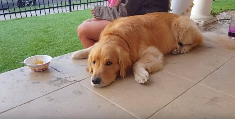 ゴールデンレトリーバー,動画