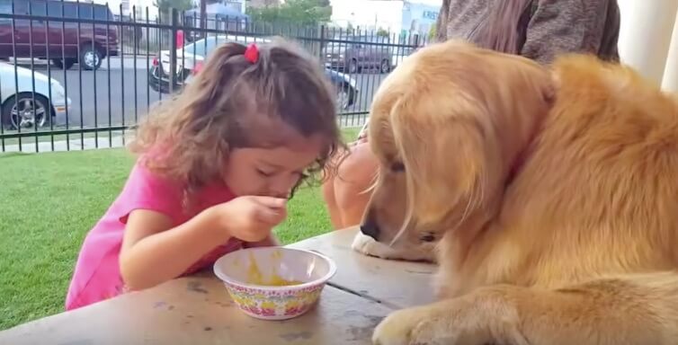 ゴールデンレトリーバー,動画