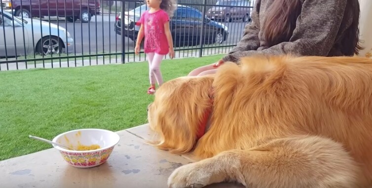 ゴールデンレトリーバー,動画