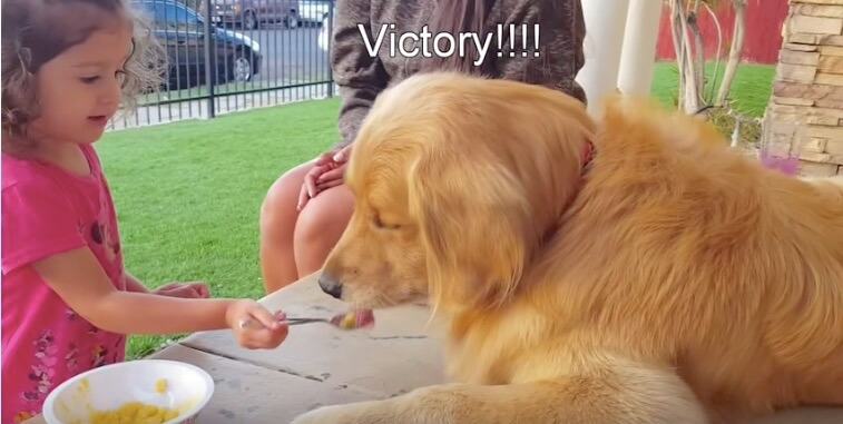 ゴールデンレトリーバー,動画