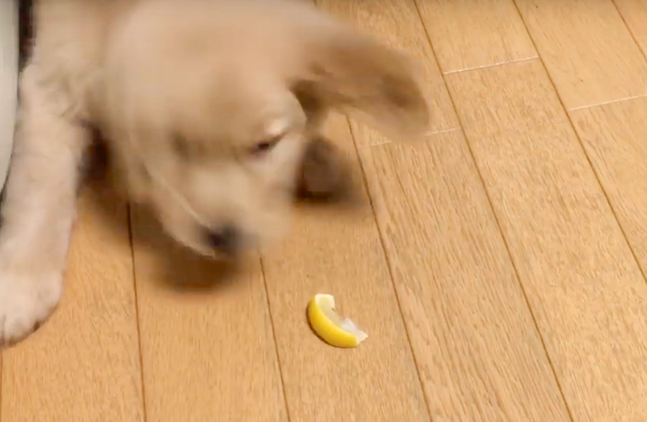 ゴールデンレトリーバー,動画