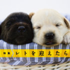 【特集】レトを迎えたら。