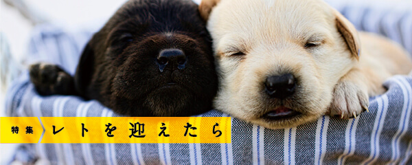 【特集】レトを迎えたら。