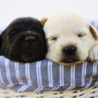 【特集】レトを迎えたら。