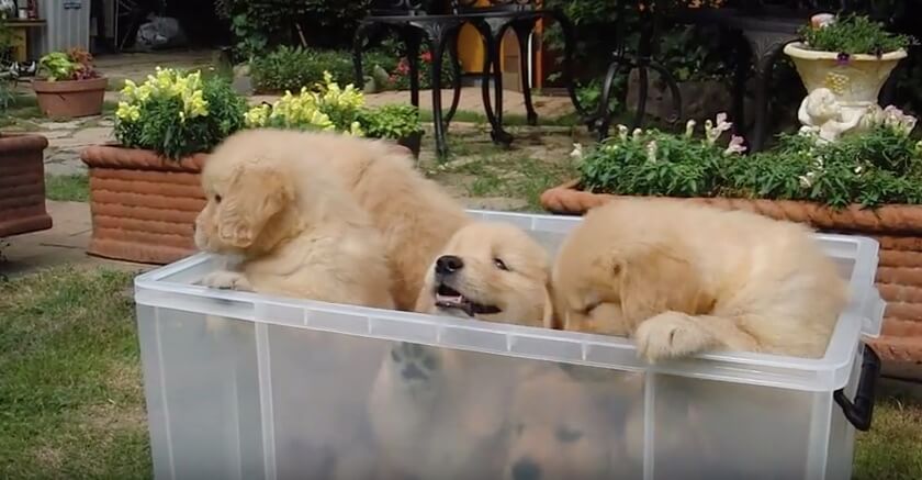 ゴールデンレトリーバー,動画