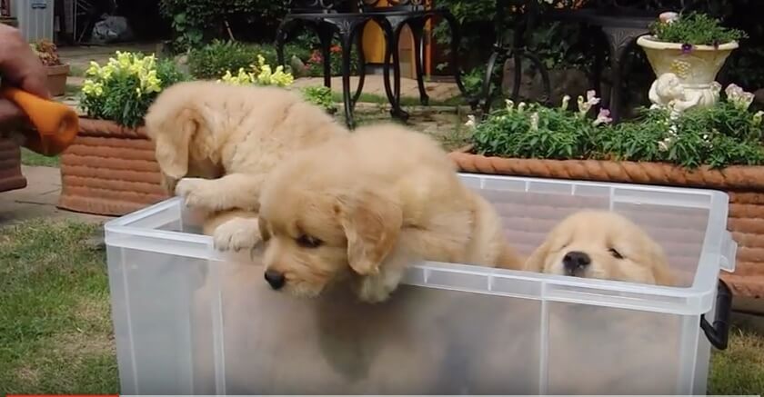 ゴールデンレトリーバー,動画