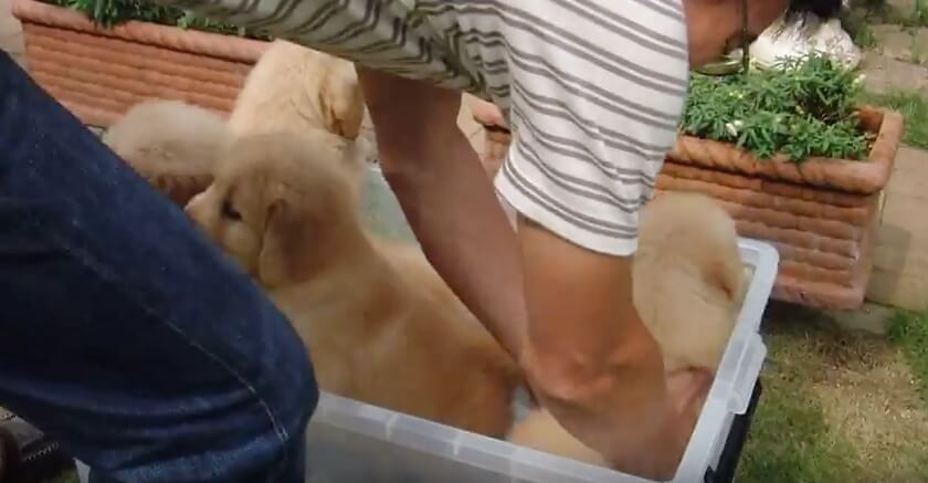 ゴールデンレトリーバー,動画