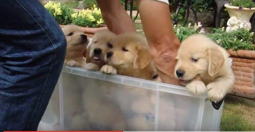 ゴールデンレトリーバー,動画