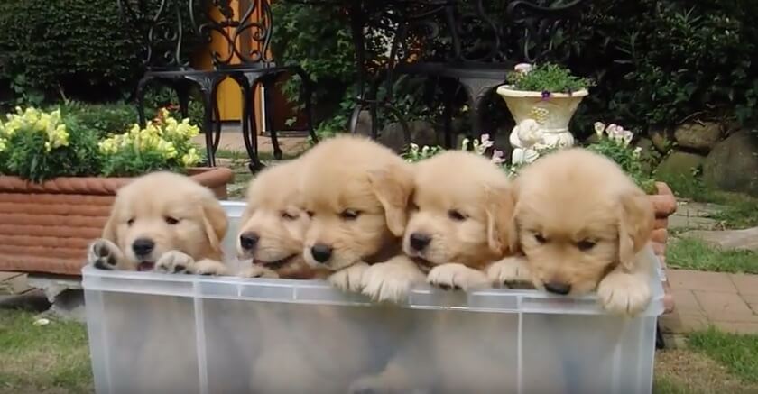 ゴールデンレトリーバー,動画