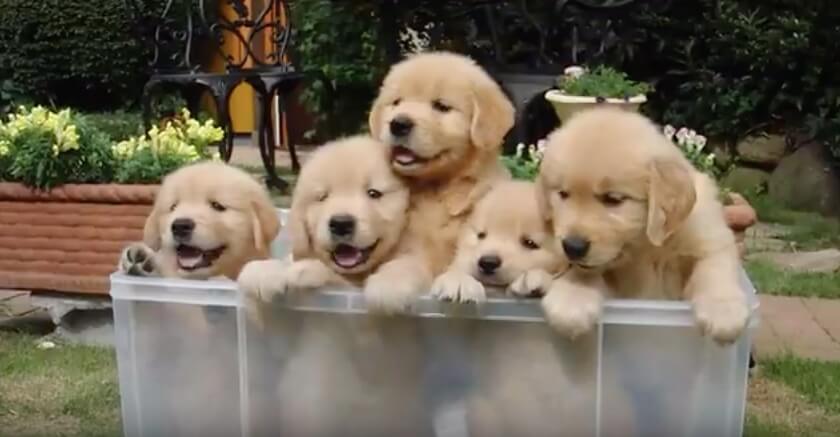 ゴールデンレトリーバー,動画