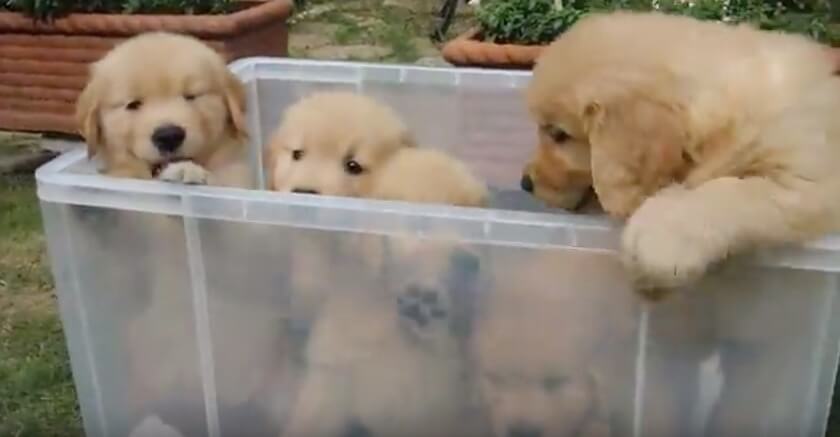 ゴールデンレトリーバー,動画