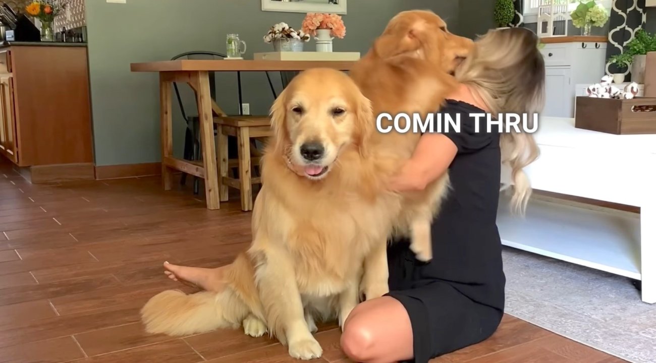 ゴールデンレトリーバー,動画